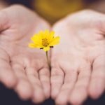 hands-open-holding-small-flower